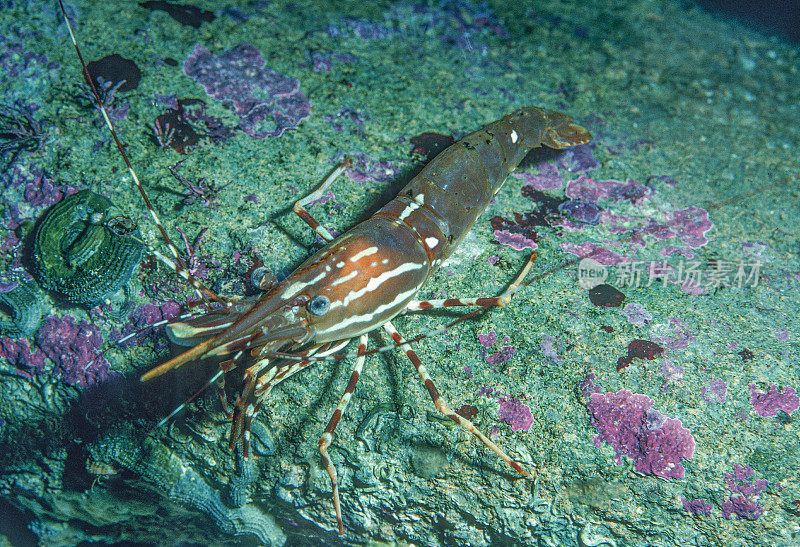 Pandalus platyceros，也被称为加利福尼亚斑点虾(以及圣巴巴拉斑点虾和蒙特利湾斑点虾[2])或阿拉斯加虾，是熊猫属的虾。北太平洋。